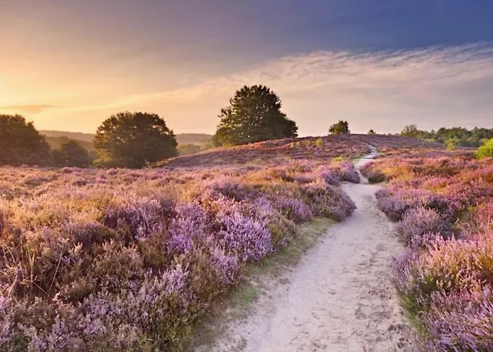 Chalet Noya Tinyhouse Veluwe Hoenderloo